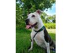 Shanaya, American Pit Bull Terrier For Adoption In Kingston, New York