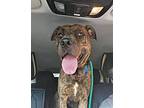 Sonny, American Pit Bull Terrier For Adoption In Kingston, New York