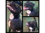 Loki, American Staffordshire Terrier For Adoption In Ocala, Florida
