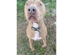 Cashew (cash), American Staffordshire Terrier For Adoption In Ocala, Florida