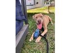 Adopt Rocky a Staffordshire Bull Terrier, American Bully