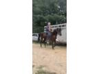 Well Bred Ridable Mare In Foal
