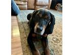 Adopt Elvis a Black and Tan Coonhound, Beagle