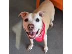 Adopt Torrie a Mixed Breed, Pit Bull Terrier