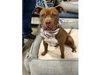 Adopt Star a Brown/Chocolate Pit Bull Terrier / Mixed dog in Melrose