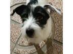 Adopt Puppet (Mid-East - ns) a White - with Black Jack Russell Terrier dog in