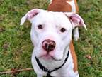 Adopt BAM BAM a Tan/Yellow/Fawn - with White American Staffordshire Terrier /