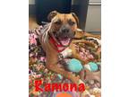 Adopt Ramona a Tan/Yellow/Fawn Boxer / Mixed dog in Bay City, MI (36378999)