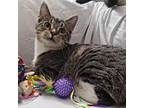 Wakko, Domestic Shorthair For Adoption In Franklin, Indiana