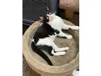 Checkers, American Shorthair For Adoption In Greenville, South Carolina