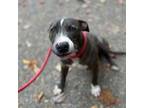 Adopt Silver a American Staffordshire Terrier