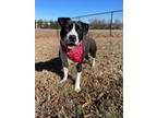 Adopt Pebbles a American Staffordshire Terrier