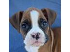 Boxer Puppy for sale in Sarcoxie, MO, USA