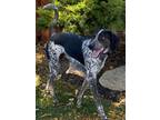 Adopt rocky a German Shorthaired Pointer