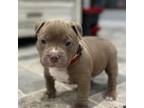 American Bully Puppy for sale in Lake Charles, LA, USA