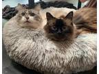 Adopt Cecilia & Snowball a Brown or Chocolate Himalayan (long coat) cat in
