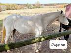 08 Years White Color Appaloosa