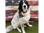 Adopt Oakley a Black - with White Great Pyrenees / Mixed dog in Vail