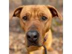 Adopt Lola a Labrador Retriever / Mixed dog in Rocky Mount, VA (36391961)