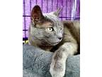 Adopt Xena a Gray or Blue (Mostly) Domestic Shorthair / Mixed (short coat) cat