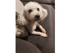 Adopt Kingston a White Bichon Frise / Mixed dog in Dallas, TX (34472691)