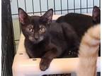 Adopt Toto a All Black Domestic Shorthair / Domestic Shorthair / Mixed cat in
