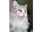 Fosters - West Toronto, Missis, Persian For Adoption In Toronto, Ontario