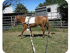 Emmett, Pony - Of America For Adoption In Willis, Texas