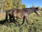 herd reduction 15 sport horses available