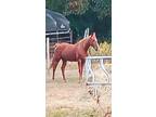 Eight year old Tennessee Walker Mare