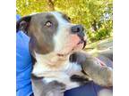 Adopt TOOTIE a American Staffordshire Terrier