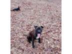 Adopt Athena a Staffordshire Bull Terrier