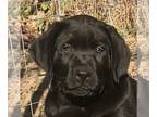 Labrador Retriever PUPPY FOR SALE ADN-494103 - Trained English Labradors