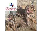 Adopt Picasso a Catahoula Leopard Dog