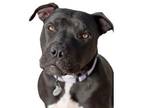 Adopt Stella a Staffordshire Bull Terrier, Mixed Breed