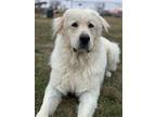 Adopt Cliff a Great Pyrenees