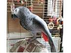 VCA African Grey Parrots - Opportunity