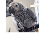 ifh African Grey Parrots - Opportunity