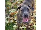 Adopt Nova a Brindle Hound (Unknown Type) / Cane Corso / Mixed dog in Milpitas