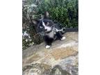 Adopt Dusty a All Black Domestic Shorthair / Domestic Shorthair / Mixed cat in