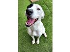 Adopt Lola a White Pointer / Greyhound / Mixed dog in Independence