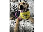 Adopt Glimmer a Black Shepherd (Unknown Type) / Black Mouth Cur / Mixed dog in