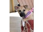 Adopt Annie a Tan/Yellow/Fawn - with Black Boxer / Black Mouth Cur dog in