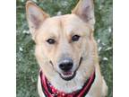 Adopt Tarkin - ECAS a Cattle Dog / Chow Chow / Mixed dog in Pleasanton