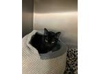 Adopt Wicked a All Black Domestic Shorthair / Domestic Shorthair / Mixed cat in