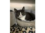 Adopt Highway a Gray or Blue Domestic Shorthair / Domestic Shorthair / Mixed cat