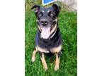Adopt Dallas a Black Rottweiler / Shepherd (Unknown Type) / Mixed dog in St.
