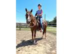 Adopt Priscilla a Quarterhorse / Mixed horse in Houston, TX (36397071)