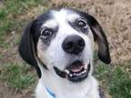 Adopt JEDIDIAH a White - with Black Pointer / Mixed dog in San Jose