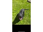 Adopt Titus a Black Rottweiler / Mixed dog in Niagara Falls, ON (33967038)